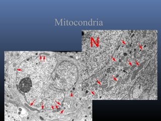 Mitocondria
 