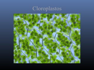 Cloroplastos
 