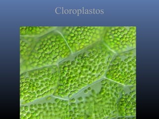 Cloroplastos
 