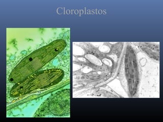 Cloroplastos
 