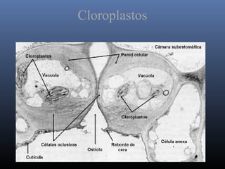 Cloroplastos
 