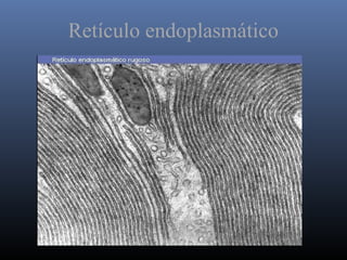 Retículo endoplasmático
 
