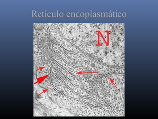Retículo endoplasmático
 