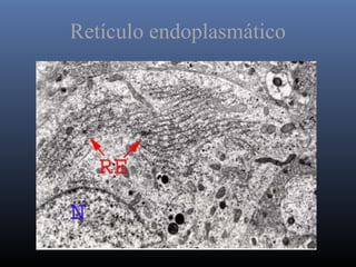 Retículo endoplasmático
 