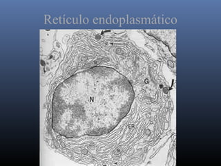 Retículo endoplasmático
 