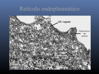 Retículo endoplasmático
 