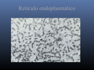 Retículo endoplasmático
 