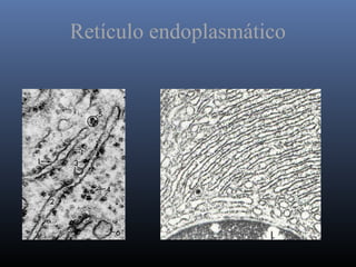 Retículo endoplasmático
 