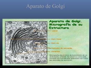 Aparato de Golgi
 