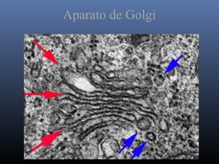 Aparato de Golgi
 