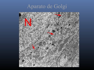 Aparato de Golgi
 