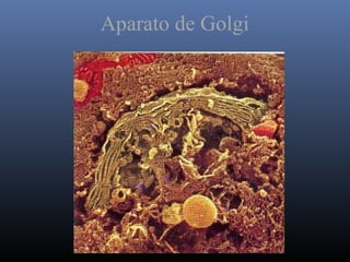 Aparato de Golgi
 