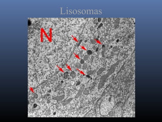 Lisosomas
 