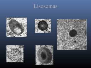 Lisosomas
 