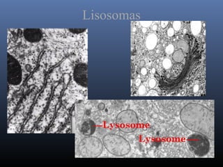 Lisosomas
 