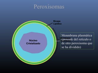 Peroxisomas
Menmbrana plasmática
(procede del retículo o
de otro peroxisoma que
se ha dividido)
 