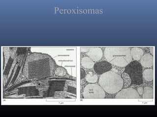 Peroxisomas
 