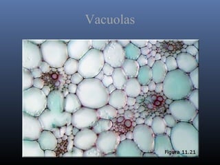 Vacuolas
 