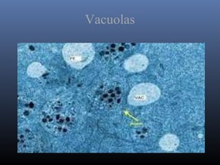 Vacuolas
 