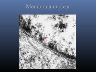 poro
Membrana nuclear
 