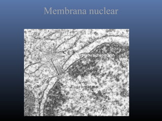 Membrana nuclear
 