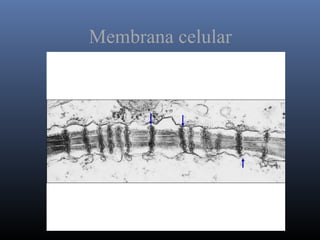 Membrana celular
 