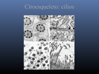 Citoesqueleto: cilios
 