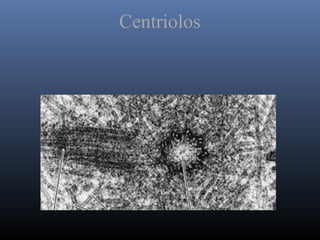 Centriolos
 