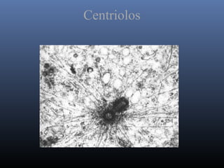 Centriolos
 