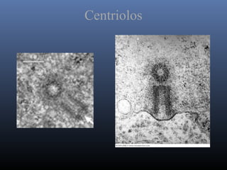 Centriolos
 