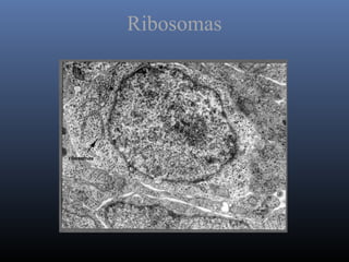 Ribosomas
 