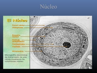 Núcleo
 