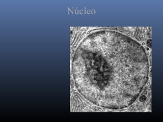 Núcleo
 