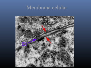 Membrana celular
 