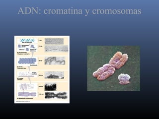 ADN: cromatina y cromosomas
 
