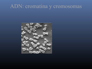 ADN: cromatina y cromosomas
 
