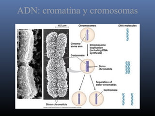 ADN: cromatina y cromosomas
 