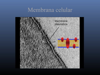 Membrana celular
 