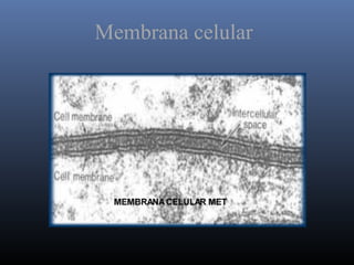 Membrana celular
 