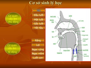 Cơ sở sinh lý học Cơ quan  cấu âm  chủ động Đầu lưỡi Môi Mặt lưỡi Gốc lưỡi Yết hầu Cơ quan  cấu âm  b ị  động Lợi Răng Ngạc cứng Ngạc mềm Lưỡi con 