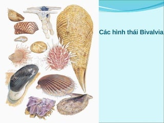 Các hình thái Bivalvia
 
