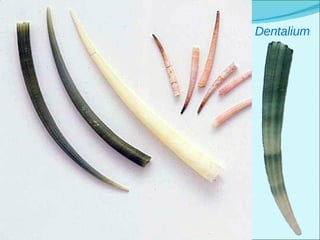 Dentalium
 