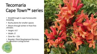 Tecomaria
Cape Town™ series
• Breakthrough in cape honeysuckle
breeding
• Bushy plants for smaller spaces
• Bloom through ...