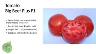 Tomato
Big Beef Plus F1
• Better flavor, more adaptability,
more disease resistance
• Deeper red color & higher yield
• He...