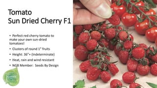 Tomato
Sun Dried Cherry F1
• Perfect red cherry tomato to
make your own sun-dried
tomatoes!
• Clusters of round 1” fruits
...