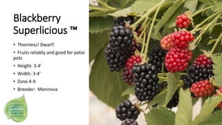 Blackberry
Superlicious ™
• Thornless! Dwarf!
• Fruits reliably and good for patio
pots
• Height: 3-4’
• Width: 3-4’
• Zon...