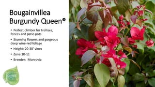 Bougainvillea
Burgundy Queen®
• Perfect climber for trellises,
fences and patio pots
• Stunning flowers and gorgeous
deep ...