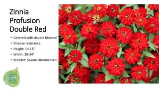 • Covered with double blooms!
• Disease resistance
• Height: 14-18”
• Width: 20-24”
• Breeder: Sakata Ornamentals
Zinnia
P...