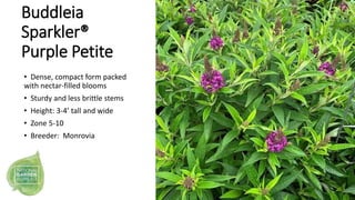 Buddleia
Sparkler®
Purple Petite
• Dense, compact form packed
with nectar-filled blooms
• Sturdy and less brittle stems
• ...