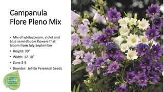 Campanula
Flore Pleno Mix
• Mix of white/cream, violet and
blue semi-double flowers that
bloom from July-September
• Heigh...